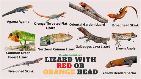 What Lizard With An Orange Or Red Head? 10 Kinds With Photos