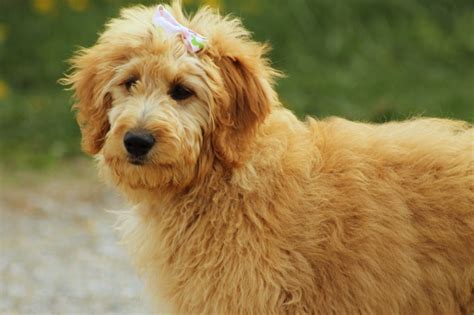 List of Poodle cross-breeds ranked via attractiveness | Groomarts