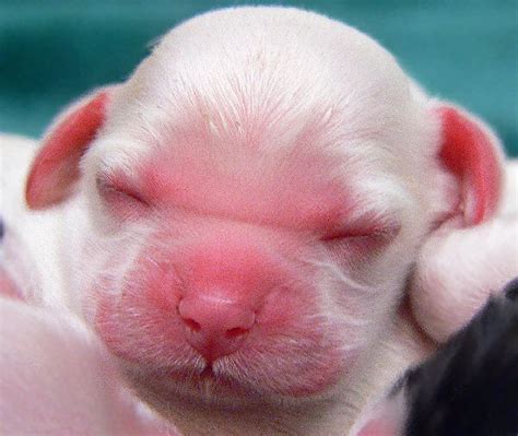 Cocker Spaniel puppy at one day old | Puppies, Newborn puppies, Hound ...