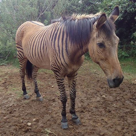 Похожее изображение | Zorse, Rare animals, Horse species