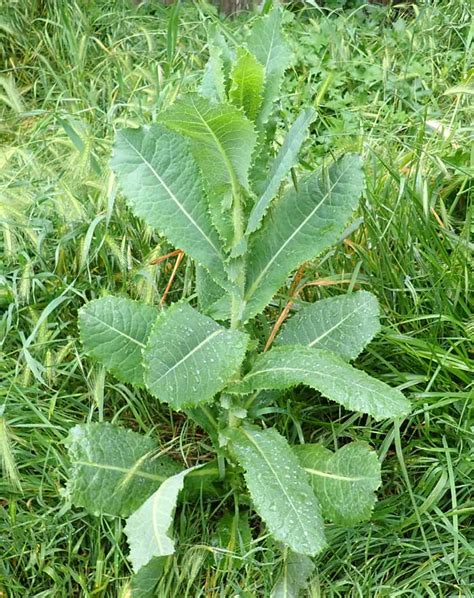 Lettuce, Wild (Wild Lettuce) (Lactuca virosa), potted plant, organic ...