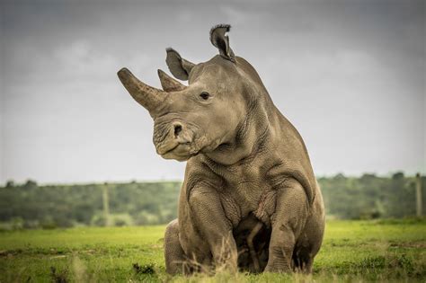 The Last Northern White Rhino on the Savannah | Animals beautiful, White rhinoceros, Animals
