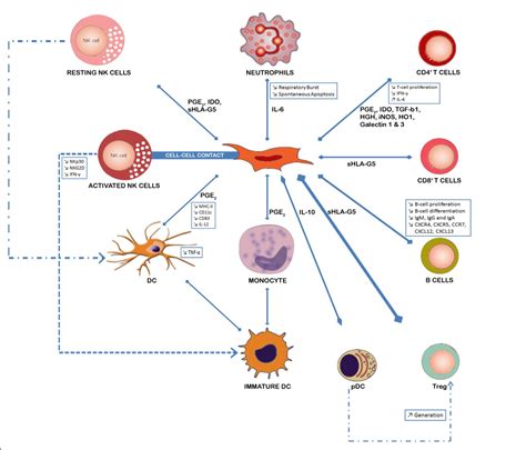 Mesenchymal Stem Cells: Immunology and Therapeutic Benefits | IntechOpen