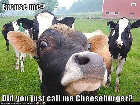 17 Best images about Funny Cows on Pinterest | A cow, Dairy and Animal ...