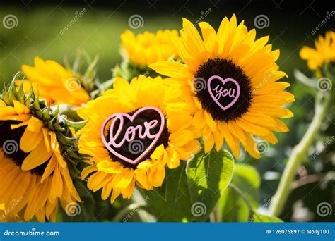 Sunflower with Heart in the Middle, Love, Love You Stock Image - Image of growing, green: 126075897