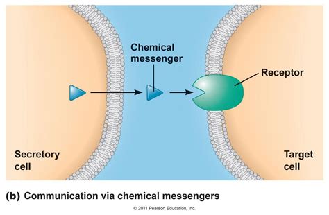 404 - File or directory not found. | Ap biology, Signal transduction ...