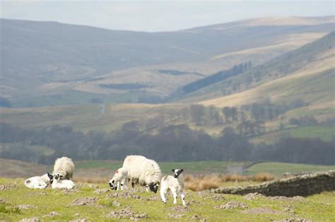 Free Stock photo of sheep farming | Photoeverywhere