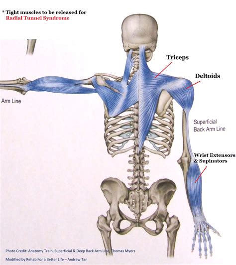 Fascial Lines: An Intention to Connect, Session 2 — The Growing Room