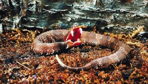 Difference Between Copperhead & Water Moccasin | Animals - mom.me