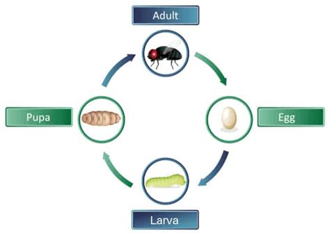 Rose Slugs (Sawflies)- Identify and Treat - Plant for Success