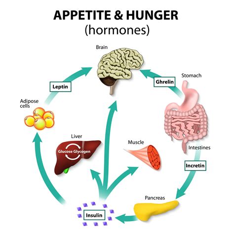 Metabolism | WSU Center for Molecular Medicine and Genetics