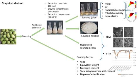 Optimization of pectinase-assisted extraction of Annona muricata L ...