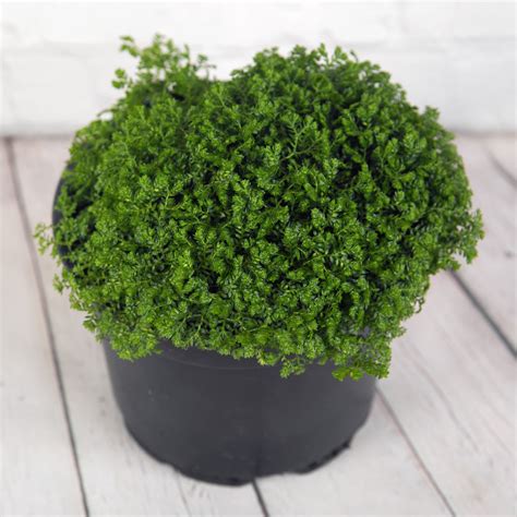 The Best Small Indoor Plants For Small Spaces – Roger's Gardens