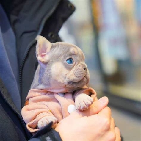 Bella - Mini Frenchie Female - Mini Teacup Puppies, INC