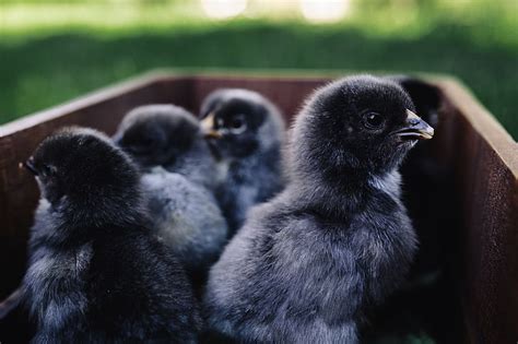 Royalty-Free photo: Black baby chicks | PickPik