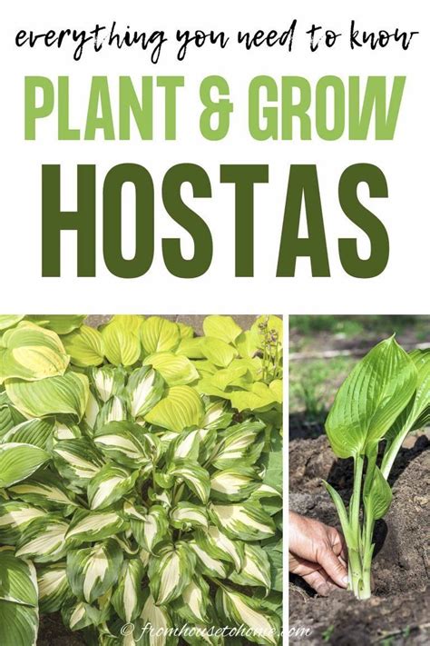 Hosta Care: The Ultimate Guide To Planting and Growing Plaintain Lilies - Gardening @ From House ...