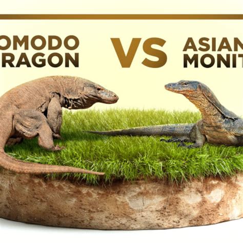 Comparing Monitor Lizard and Komodo Dragon: Differences and Similarities Revealed