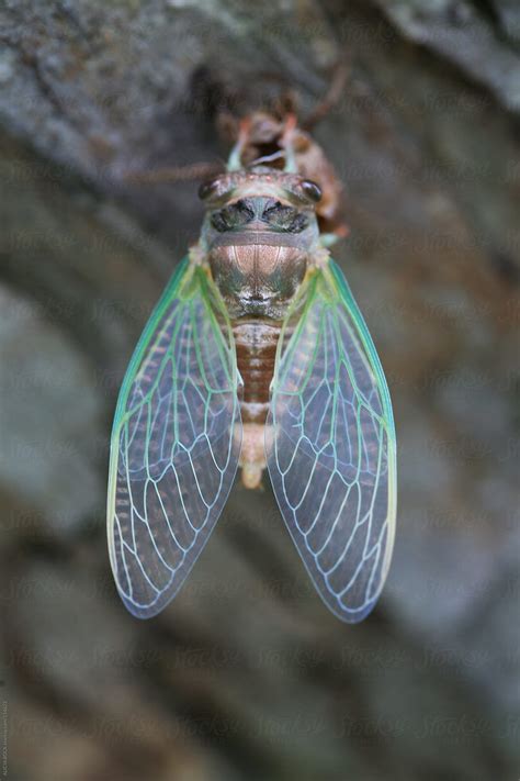 "Cicada Wings" by Stocksy Contributor "ALICIA BOCK" - Stocksy