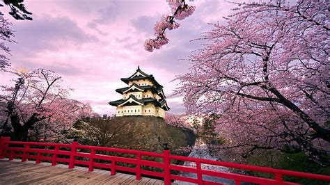 HD wallpaper: hirosaki castle, spring, japan, cherry blossom, sakura ...