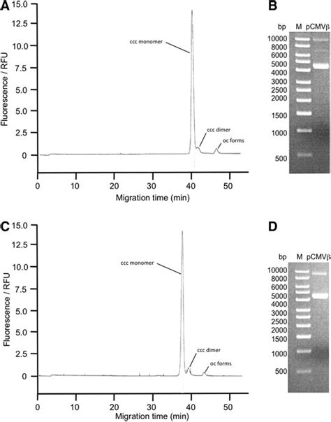 Electropherograms of capillary gel electrophoresis analysis (A, C) and ...