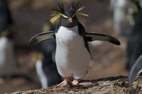 Northern rockhopper penguin – Australian Antarctic Program