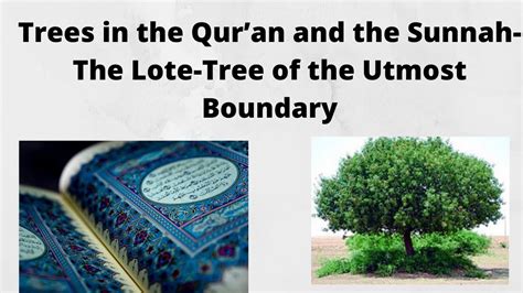 Trees in the Qur’an and the Sunnah-The Lote-Tree of the Utmost Boundary ...