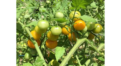 The history of tomatoes: How a tropical became a global crop | The ...