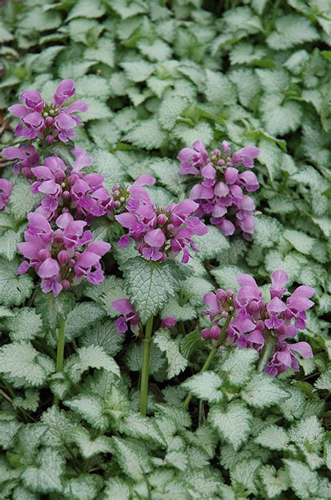 Orchid Frost Spotted Dead Nettle (Lamium maculatum 'Orchid Frost') in ...