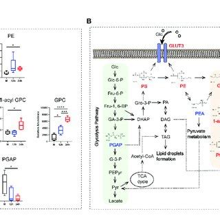 | The analysis of the glycerophospholipid metabolism pathway-related ...