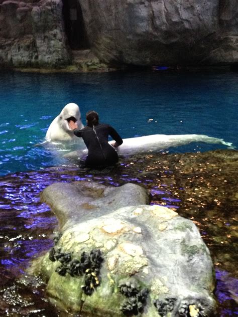 a man in a wet suit standing next to a large white polar bear on top of a body of water