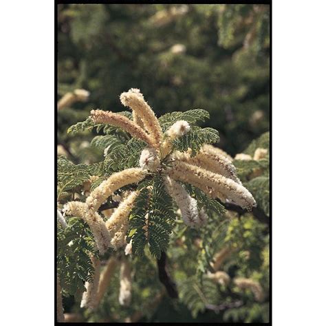 Shop 10.25-Gallon Honey Mesquite Tree (L14932) at Lowes.com | Potted trees, Specimen trees ...