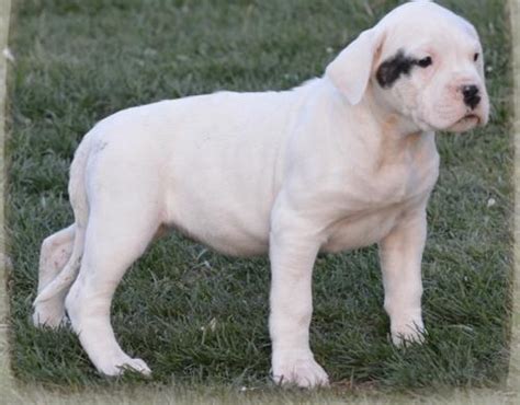 Dogo Argentino Puppy for Sale - Adoption, Rescue for Sale in Longmont ...