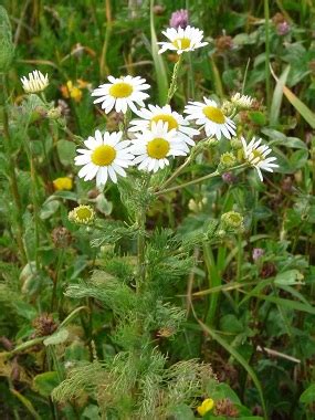 Chamomile: Pictures, Flowers, Leaves & Identification | Matricaria recutita