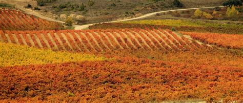 La Rioja Wine Tours: Visit Mythical Vineyards & Taste Amazing Wines ...