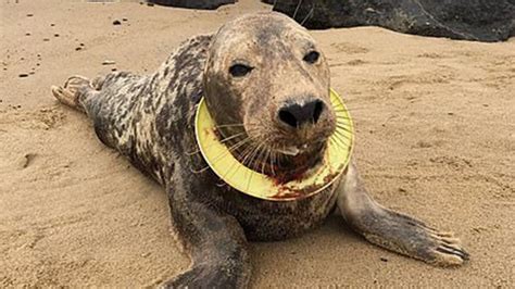 De plus en plus de phoques anglais sont victimes du plastique qui polluent les océans