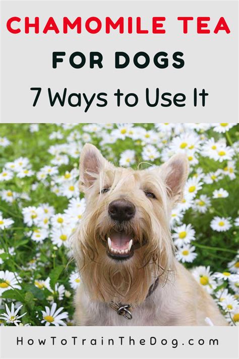 Chamomile Tea for Dogs: The Ultimate Guide | Chamomile tea benefits, Chamomile tea, Tea dog