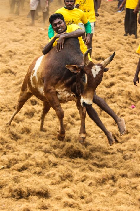 Jallikattu - Sarath Babu's Lifestyle Blog