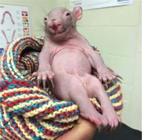 Hairless Wombat Pet