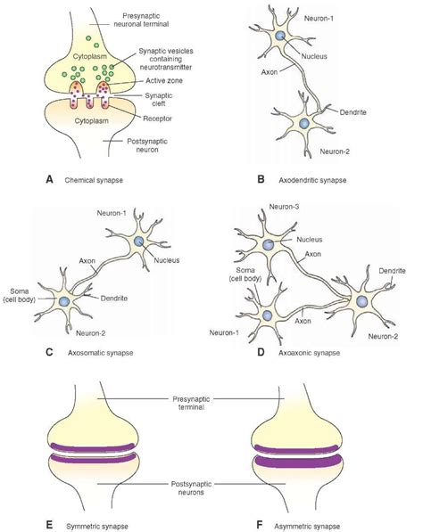 Morphology of a chemical synapse. (A) The presynaptic terminal and ...