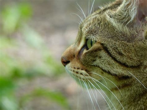 Side view of cat head free image download