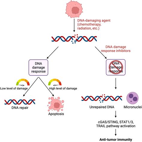 Frontiers | Anti-cancer immune responses to DNA damage response inhibitors: Molecular mechanisms ...