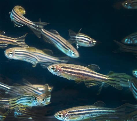 Zebrafish | Zebrafish are used in research at Oregon State U… | Flickr
