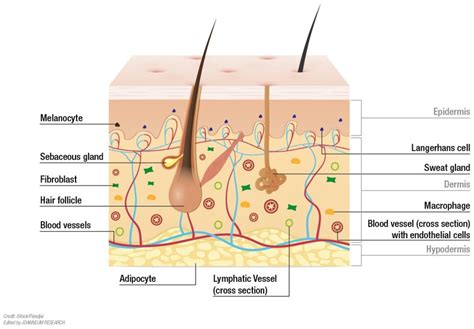 Biomedicines | Free Full-Text | Modelling the Complexity of Human Skin ...