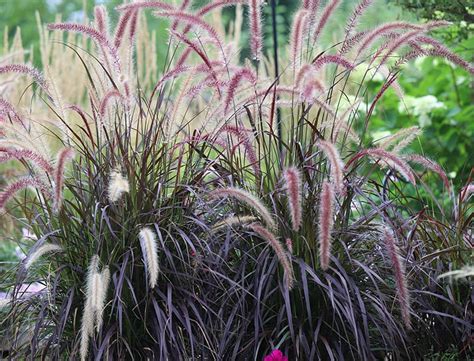 Purple Fountain Grass: How to Care for Pennisetum Setaceum ‘Rubrum’