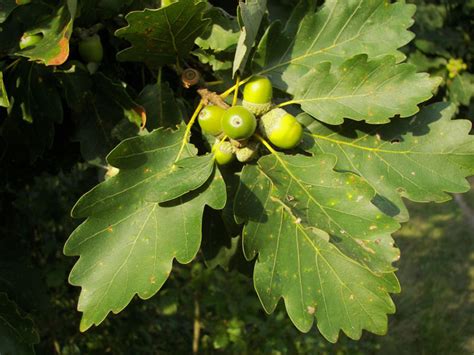 Arbres grande taille : QUERCUS PETRAEA CHENE SESSILE