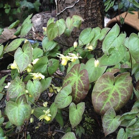 E is for Epimedium (or Horny Goat Weed) :: A to Z of Gardens – the ...