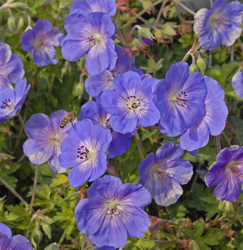 Geranium Rozanne® | Stonehouse Nursery