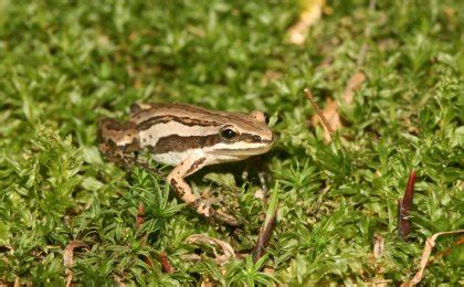 Boreal Chorus Frog (Pseudacris maculata) - Psychotic Nature