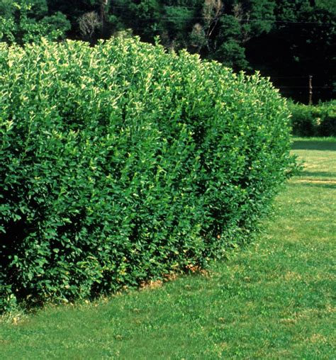 Hedge Cotoneaster - Pahl's Market - Apple Valley, MN