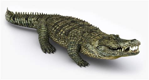 maya realistic crocodile rigged